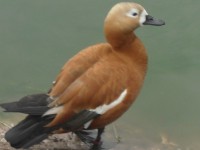 /album/aquaticos1/tadorna-macho-jpg/